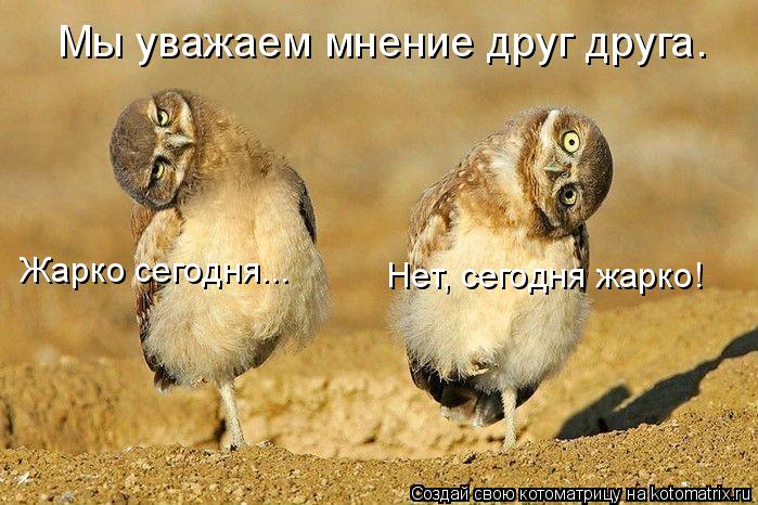 Мы уважаем мнение друг друга. Жарко сегодня... Нет, сегодня жарко!... Котоматрица: Мы уважаем мнение друг друга. Жарко сегодня... Нет, сегодня жарко!