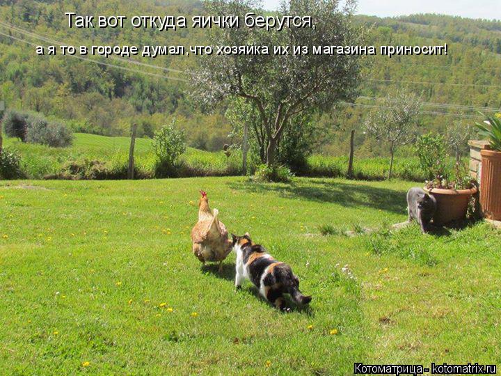 Котоматрица: Так вот откуда яички берутся, а я то в городе думал,что хозяйка их из магазина приносит!