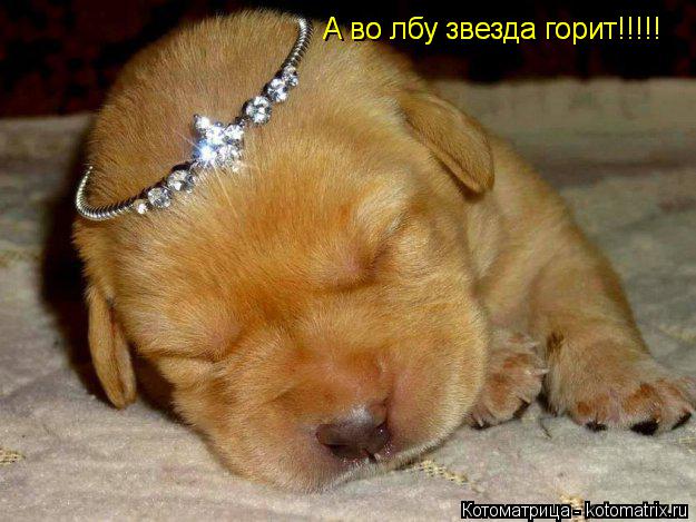 А во лбу звезда горит!!!!! А во лбу звезда горит!!!!!... Котоматрица: А во лбу звезда горит!!!!! А во лбу звезда горит!!!!!