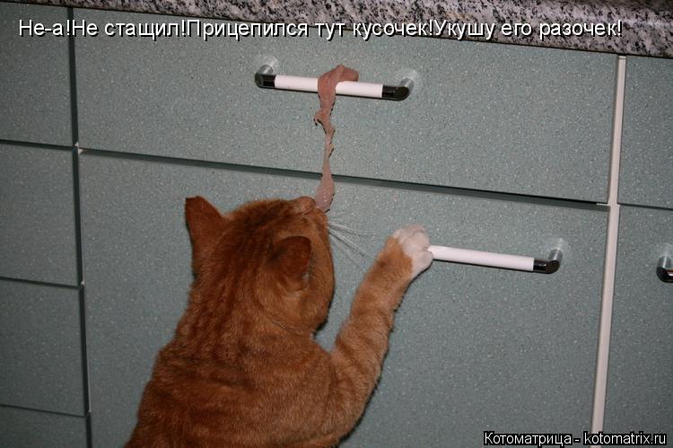 Котоматрица: Не-а!Не стащил!Прицепился тут кусочек!Укушу его разочек!