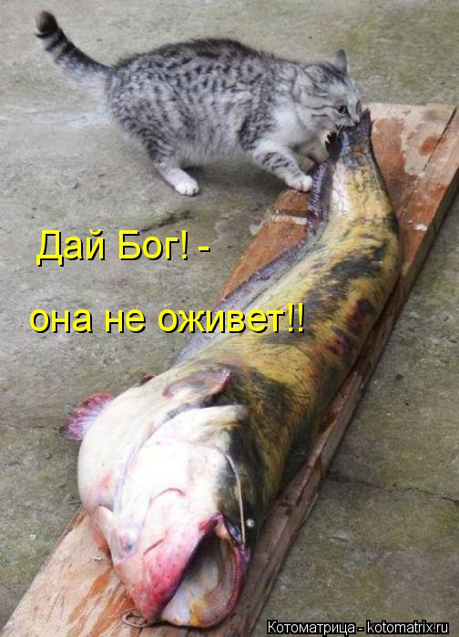 Дай Бог! - она не оживет!!... Котоматрица: Дай Бог! - она не оживет!!