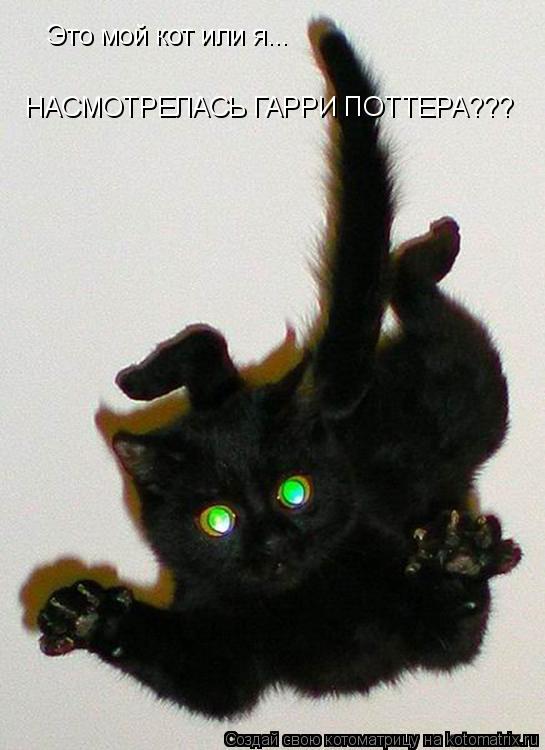 Котоматрица: Это мой кот или я... НАСМОТРЕЛАСЬ ГАРРИ ПОТТЕРА???