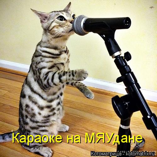 Караоке на МЯУдане... Котоматрица: Караоке на МЯУдане
