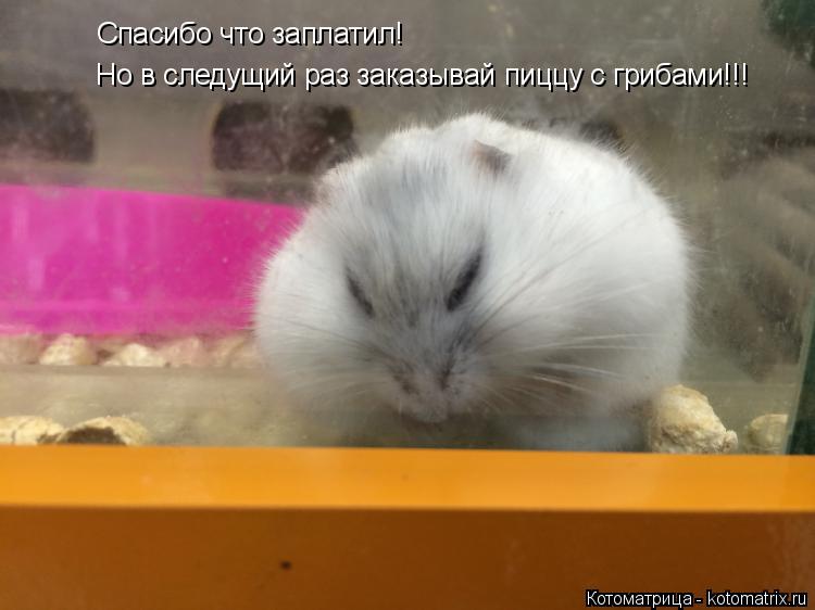Спасибо что заплатил! Но в следущий раз заказывай пиццу с грибами!!!... Котоматрица: Спасибо что заплатил! Но в следущий раз заказывай пиццу с грибами!!!