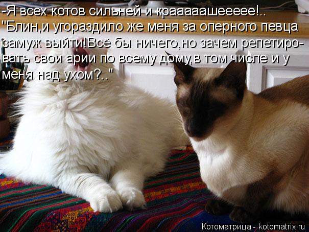 Котоматрица: -Я всех котов сильней и крааааашеееее!.. "Блин,и угораздило же меня за оперного певца замуж выйти!Всё бы ничего,но зачем репетиро- вать свои а