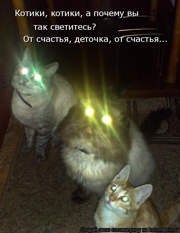 Котоматрица: Котики, котики, а почему вы так светитесь? От счастья, деточка, от счастья...