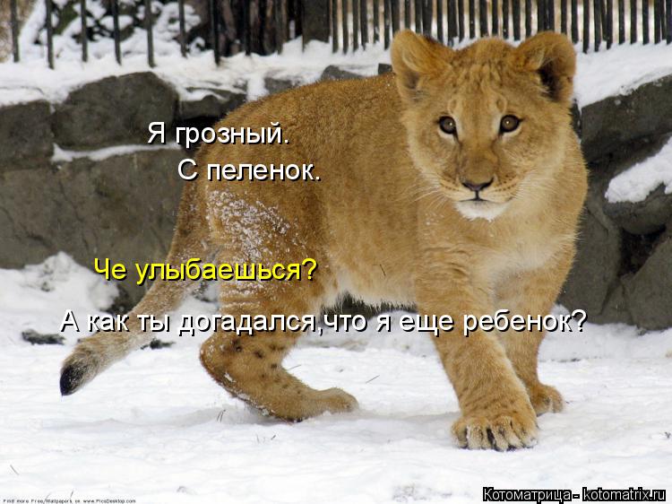 Котоматрица: Я грозный. С пеленок. А как ты догадался,что я еще ребенок? Че улыбаешься?