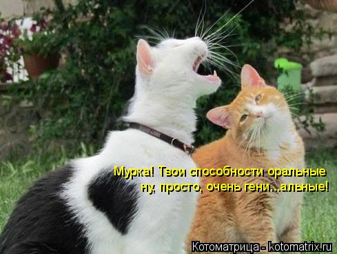 Мурка! Твои способности оральные ну, просто, очень гени...альные!... Котоматрица: Мурка! Твои способности оральные ну, просто, очень гени...альные!