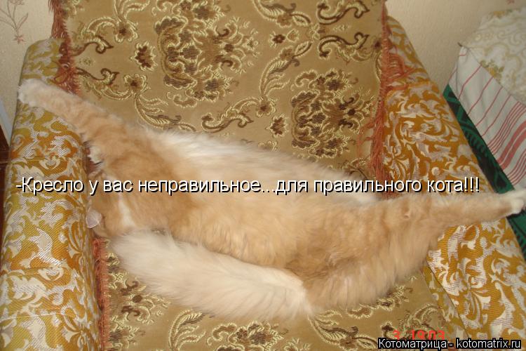 Котоматрица: -Кресло у вас неправильное...для правильного кота!!!