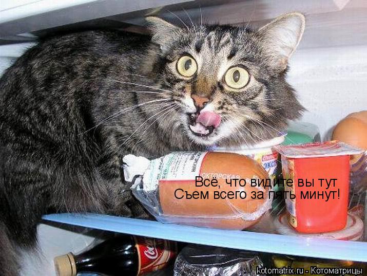 Всё, что видите вы тут Съем всего за пять минут!... Котоматрица: Всё, что видите вы тут Съем всего за пять минут!