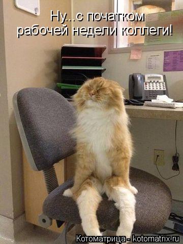 Котоматрица: Ну...с початком  рабочей недели коллеги!