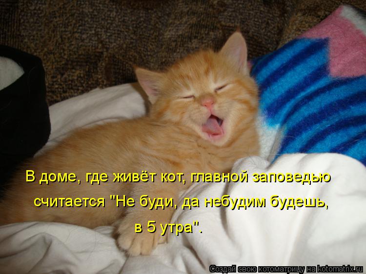 В доме, где живёт кот, главной заповедью считается "Не буди, да небудим будешь, в 5 утра".... Котоматрица: В доме, где живёт кот, главной заповедью считается "Не буди, да небудим будешь, в 5 утра".