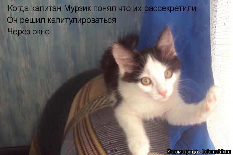Котоматрица: Когда капитан Мурзик понял что их рассекретили Он решил капитулироваться Через окно Через окно