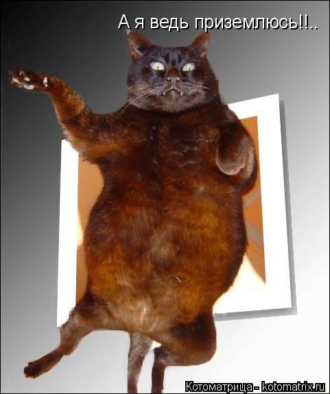 Котоматрица: А я ведь приземлюсь!!..