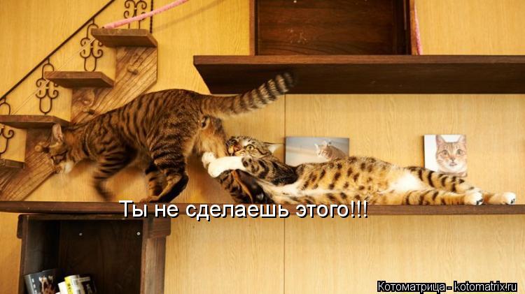 Котоматрица: Ты не сделаешь этого!!!