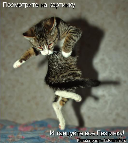 Котоматрица: Посмотрите на картинку И танцуйте все Лезгинку!