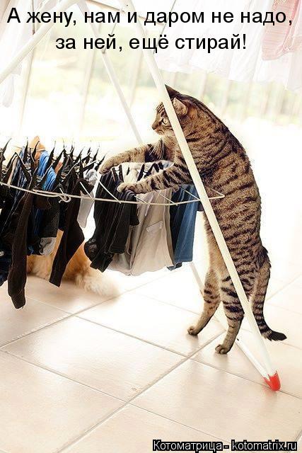 Котоматрица: А жену, нам и даром не надо, за ней, ещё стирай!