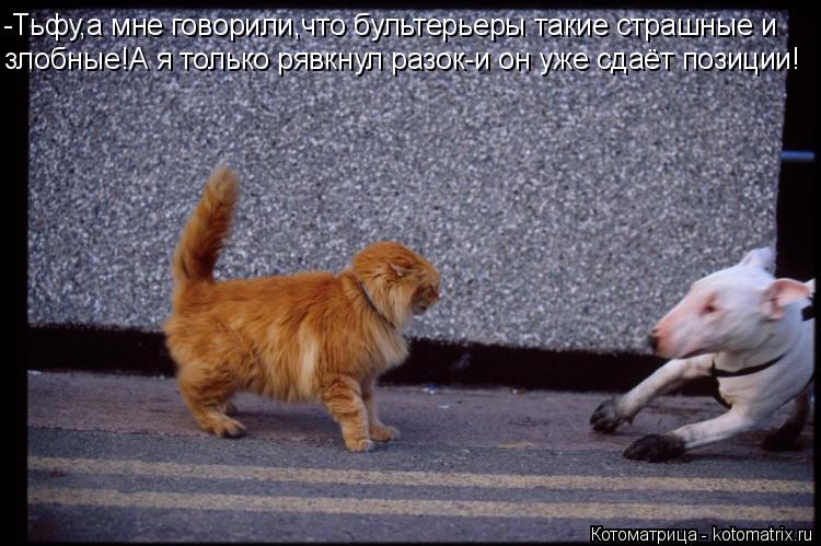 Котоматрица: -Тьфу,а мне говорили,что бультерьеры такие страшные и злобные!А я только рявкнул разок-и он уже сдаёт позиции!