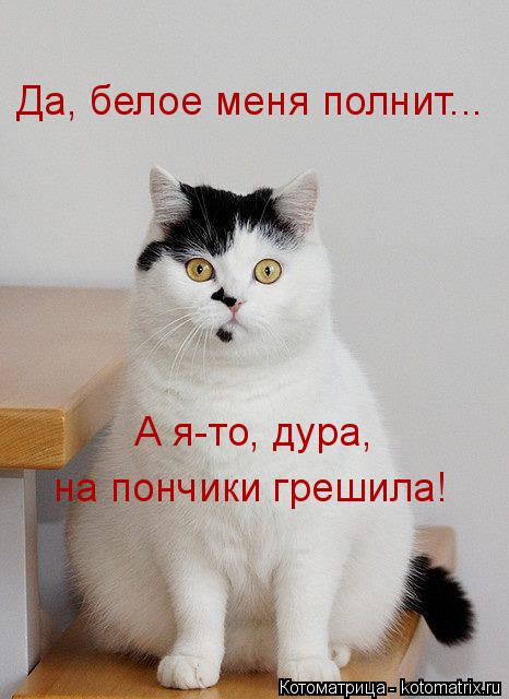 Котоматрица: Да, белое меня полнит... А я-то, дура,  на пончики грешила!