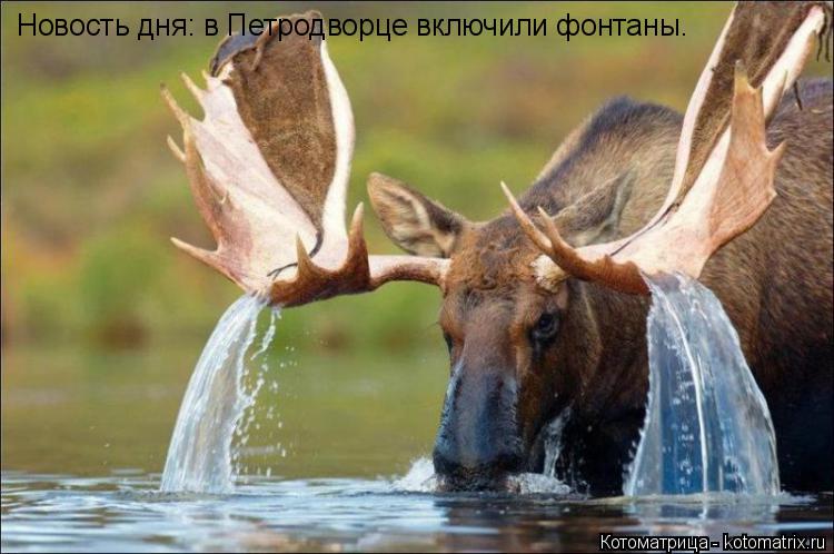 Котоматрица: Новость дня: в Петродворце включили фонтаны.