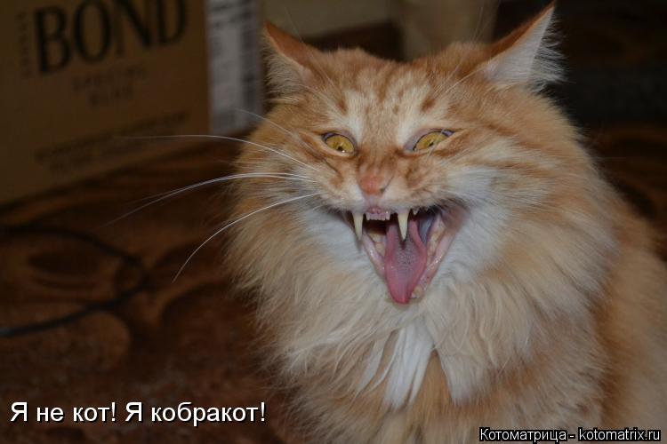 Котоматрица: Я не кот! Я кобракот!