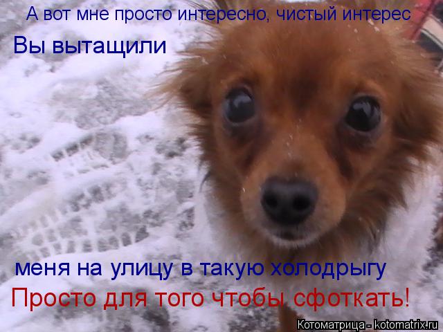 Котоматрица: А вот мне просто интересно, чистый интерес А вот мне просто интересно, чистый интерес   Вы вытащили меня на улицу в такую холодрыгу Просто дл