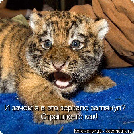 Котоматрица: И зачем я в это зеркало заглянул? Страшно-то как!
