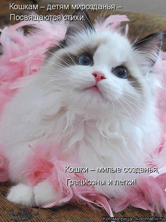 Котоматрица: Кошкам – детям мирозданья – Посвящаются стихи. Кошки – милые созданья, Грациозны и легки!