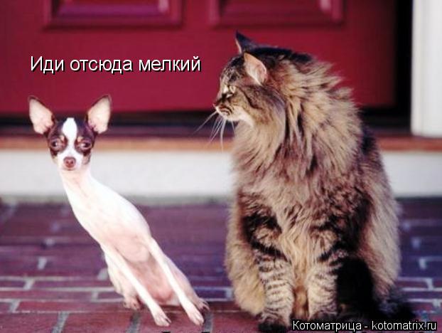 Котоматрица: Иди отсюда мелкий