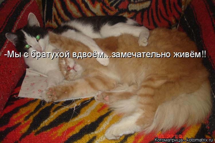 Котоматрица: -Мы с братухой вдвоём...замечательно живём!!