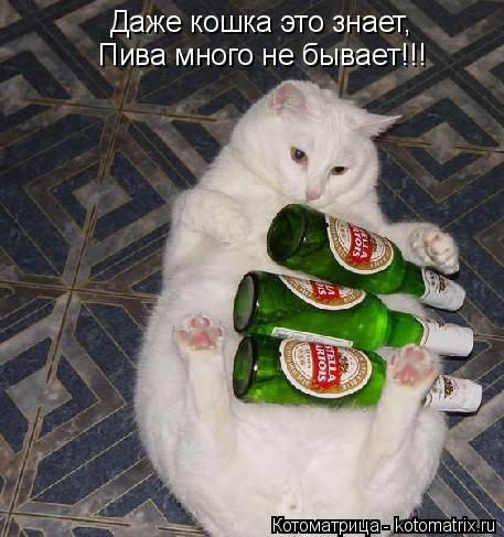Котоматрица: Даже кошка это знает, Пива много не бывает!!!