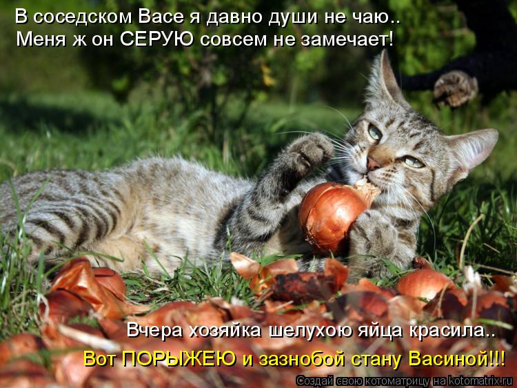 В соседском Васе я давно души не чаю.. Меня ж он СЕРУЮ совсем не замечает! Вот ПОРЫЖЕЮ и зазнобой ста... Котоматрица: В соседском Васе я давно души не чаю.. Меня ж он СЕРУЮ совсем не замечает! Вот ПОРЫЖЕЮ и зазнобой стану Васиной!!! Вчера хозяйка шелухою яйца к