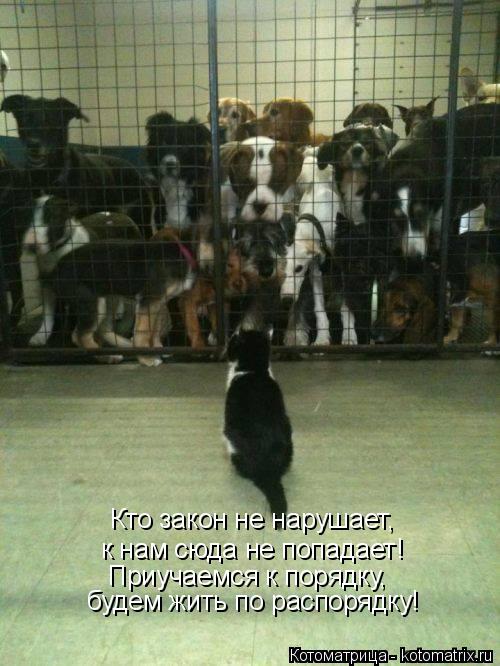 Котоматрица: Кто закон не нарушает,  к нам сюда не попадает! Приучаемся к порядку, будем жить по распорядку!