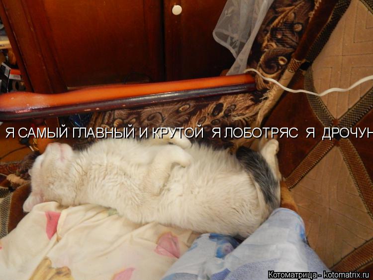 Я САМЫЙ ГЛАВНЫЙ И КРУТОЙ Я ЛОБОТРЯС Я ДРОЧУН... Котоматрица: Я САМЫЙ ГЛАВНЫЙ И КРУТОЙ Я ЛОБОТРЯС Я ДРОЧУН