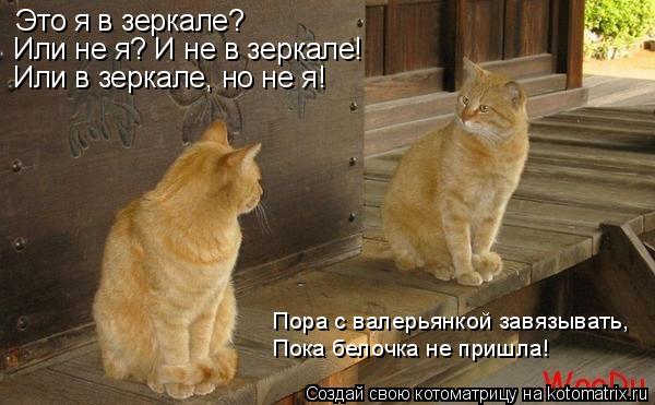 Это я в зеркале? Или не я? И не в зеркале! Или в зеркале, но не я! Пора с валерьянкой завязывать, Пок... Котоматрица: Это я в зеркале? Или не я? И не в зеркале! Или в зеркале, но не я! Пора с валерьянкой завязывать, Пока белочка не пришла!