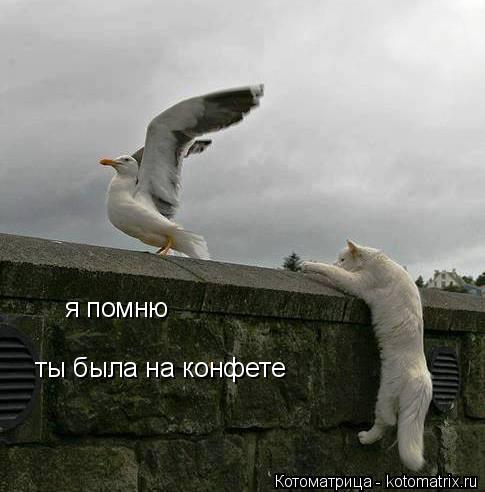 Котоматрица: я помню я помню ты была на конфете ты была на конфете