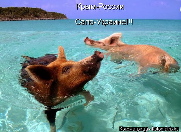 Котоматрица: Крым-России Сало-Украине!!!