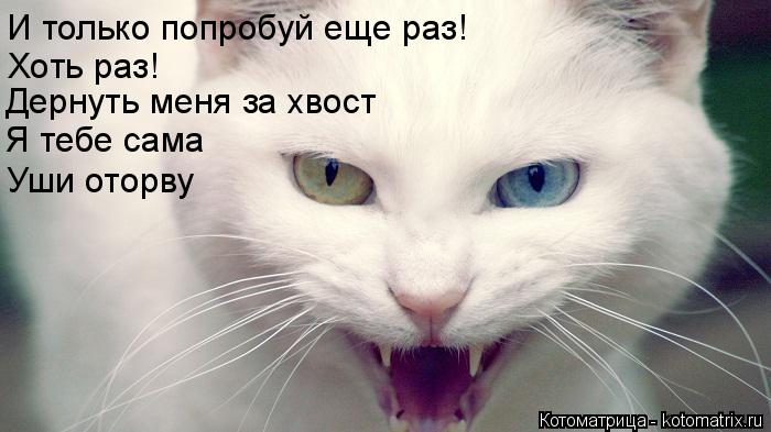 Котоматрица: Хоть раз! Дернуть меня за хвост Я тебе сама  И только попробуй еще раз! Уши оторву