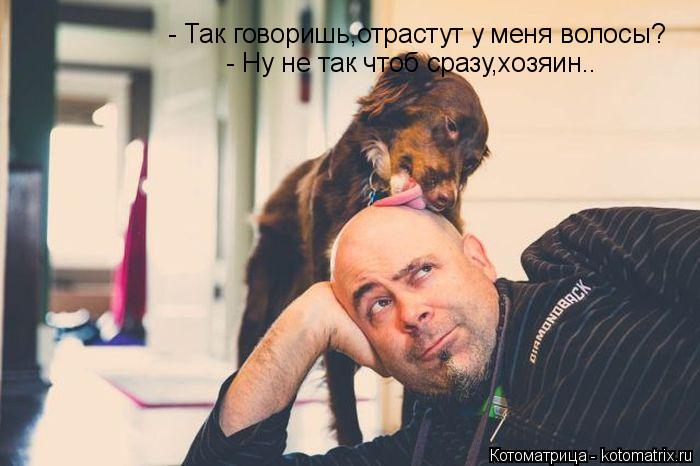 Котоматрица: - Так говоришь,отрастут у меня волосы?  - Ну не так чтоб сразу,хозяин..