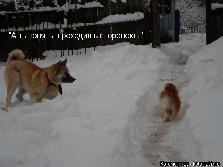 "А ты, опять, проходишь стороною..."... Котоматрица: "А ты, опять, проходишь стороною..."