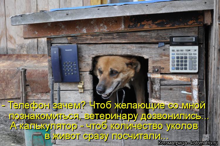 Котоматрица: - Телефон зачем? Чтоб желающие со мной познакомиться, ветеринару дозвонились... А калькулятор - чтоб количество уколов в живот сразу посчита