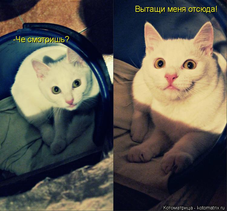Котоматрица: -Че смотришь? Вытащи меня отсюда!