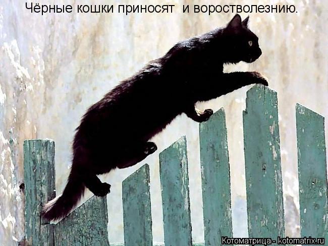Котоматрица: Чёрные кошки приносят  и воростволезнию.