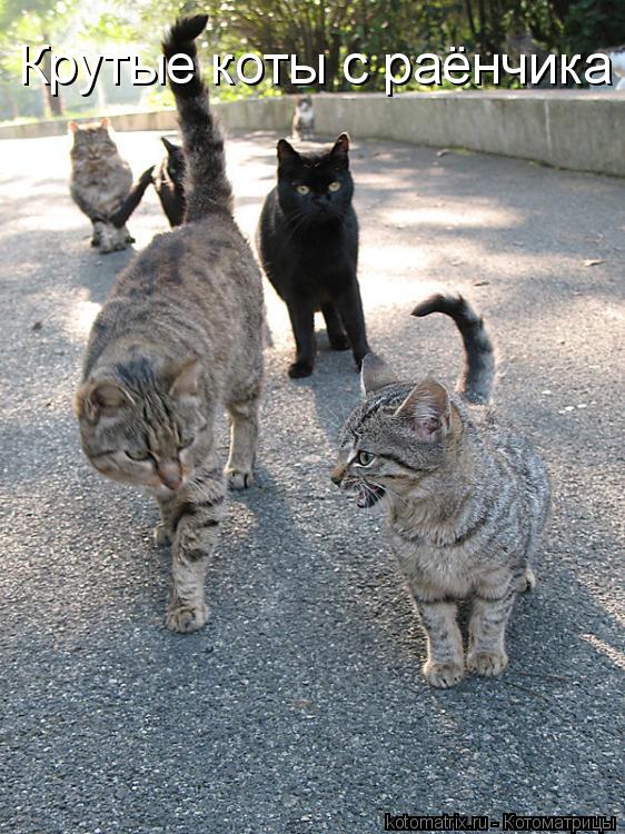 Котоматрица: Крутые коты с раёнчика
