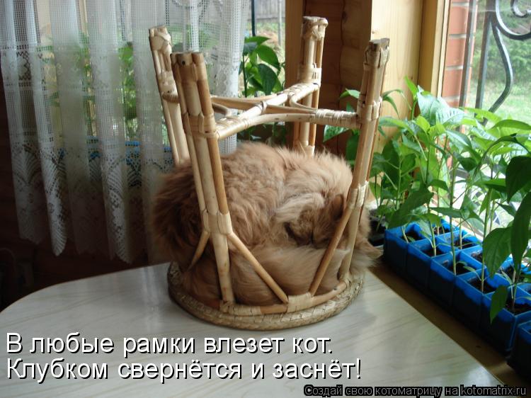Котоматрица: В любые рамки влезет кот. Клубком свернётся и заснёт!