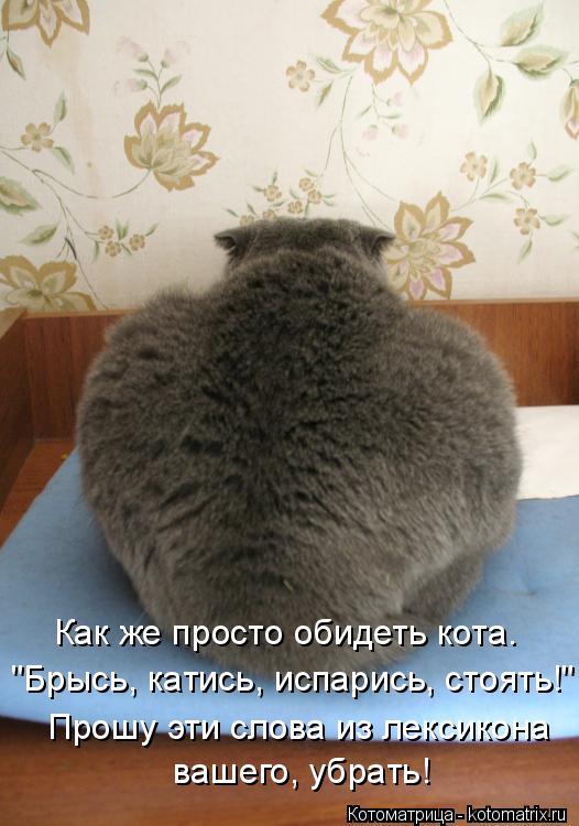 "Брысь, катись, испарись, стоять!" Прошу эти слова из лексикона вашего, убрать! Как же просто обидеть... Котоматрица: "Брысь, катись, испарись, стоять!" Прошу эти слова из лексикона вашего, убрать! Как же просто обидеть кота.