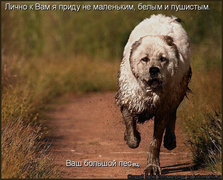 Лично к Вам я приду не маленьким, белым и пушистым. Ваш большой пес ец.... Котоматрица: Лично к Вам я приду не маленьким, белым и пушистым. Ваш большой пес ец.