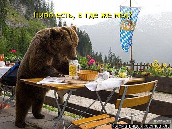 Пиво есть, а где же мед?... Котоматрица: Пиво есть, а где же мед?