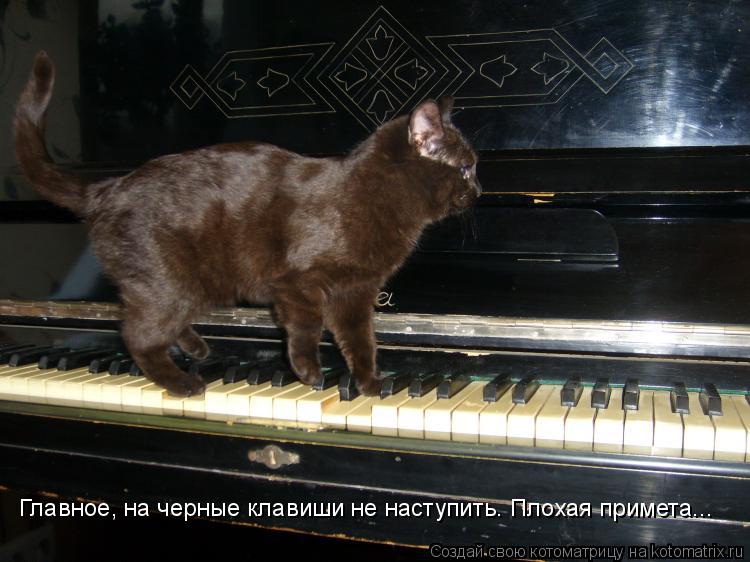 Главное, на черные клавиши не наступить. Плохая примета...... Котоматрица: Главное, на черные клавиши не наступить. Плохая примета...
