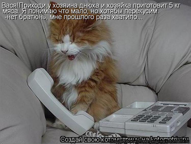 Котоматрица: Вася!Приходи,у хозяина днюха и хозяйка приготовит 5 кг  мяса. Я понимаю что мало, но хотябы перекусим. -нет братюнь, мне прошлого раза хватило.